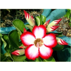 Nasiona Róża pustynna czerw. z białym szt.2 Nxx305